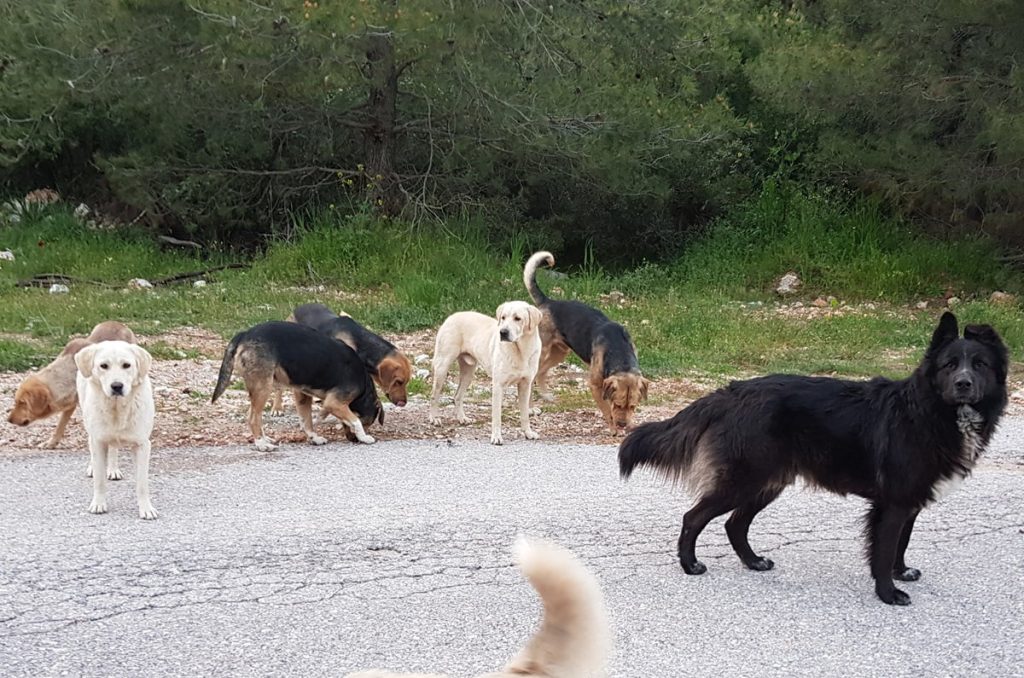 Κτηνωδία στα Τρίκαλα: Άγνωστοι δηλητηρίασαν 11 σκυλιά με φόλες μέσα σε δύο ημέρες