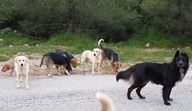 Κτηνωδία στα Τρίκαλα: Άγνωστοι δηλητηρίασαν 11 σκυλιά με φόλες μέσα σε δύο ημέρες