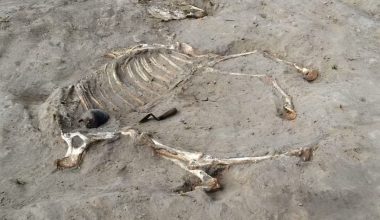 Αρχαιολόγοι ανακάλυψαν άλογο 3.000 ετών σε αρχαίο στρατιωτικό οχυρό στην Αίγυπτο (φώτο)