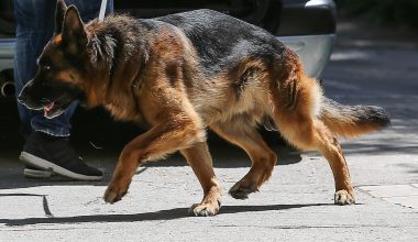 Βάρη: Συνελήφθη η θεία του Σ.Τσιτσιπά μετά την επίθεση των δύο λυκόσκυλων σε τρεις ανθρώπους
