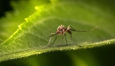 ΗΠΑ: Εντοπίστηκε για πρώτη φορά νέο είδος κουνουπιού – Πού βρέθηκε