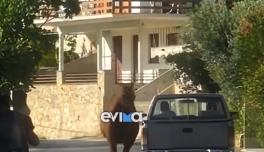 Εύβοια: Έδεσε τραυματισμένο άλογο στην καρότσα και το έσερνε στον δρόμο (βίντεο)