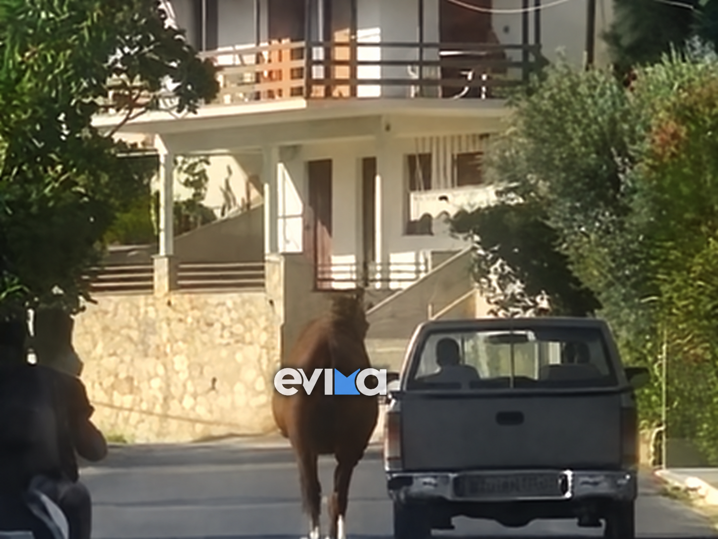 Εύβοια: Έδεσε άλογο στην καρότσα του αγροτικού του (βίντεο)