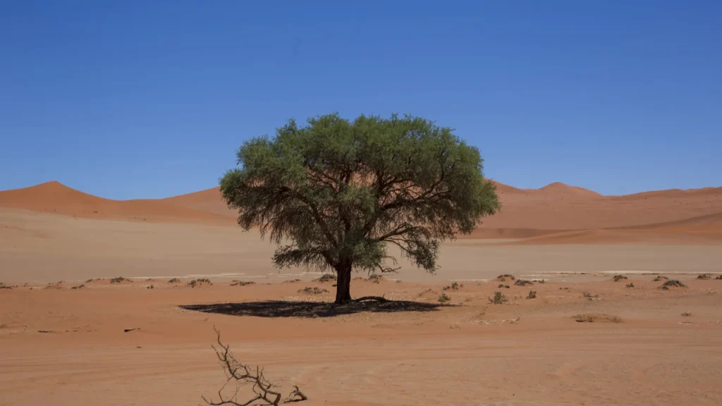 Arbre du Ténéré: Το πιο απομονωμένο δέντρο στον κόσμο που χτυπήθηκε από μεθυσμένο οδηγό