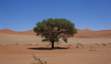 Arbre du Ténéré: Το πιο απομονωμένο δέντρο στον κόσμο που χτυπήθηκε από μεθυσμένο οδηγό