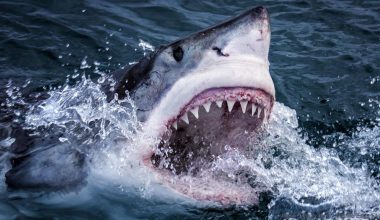 Αυστραλία: Καρχαρίας 6 μέτρων κατασπάραξε κολυμβητή μπροστά σε λουόμενους – Άφαντη η σορός του