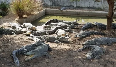 O ποταμός Fitzroy με τους 500 κροκόδειλους εγκρίθηκε για τους Ολυμπιακούς Αγώνες – Ποιος ο λόγος