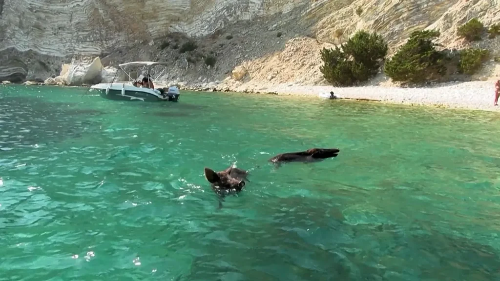 Το ελληνικό νησί που έγινε γνωστό χάρη στα αγριογούρουνα (βίντεο)