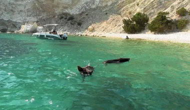 Το ελληνικό νησί που έγινε γνωστό χάρη στα αγριογούρουνα (βίντεο)
