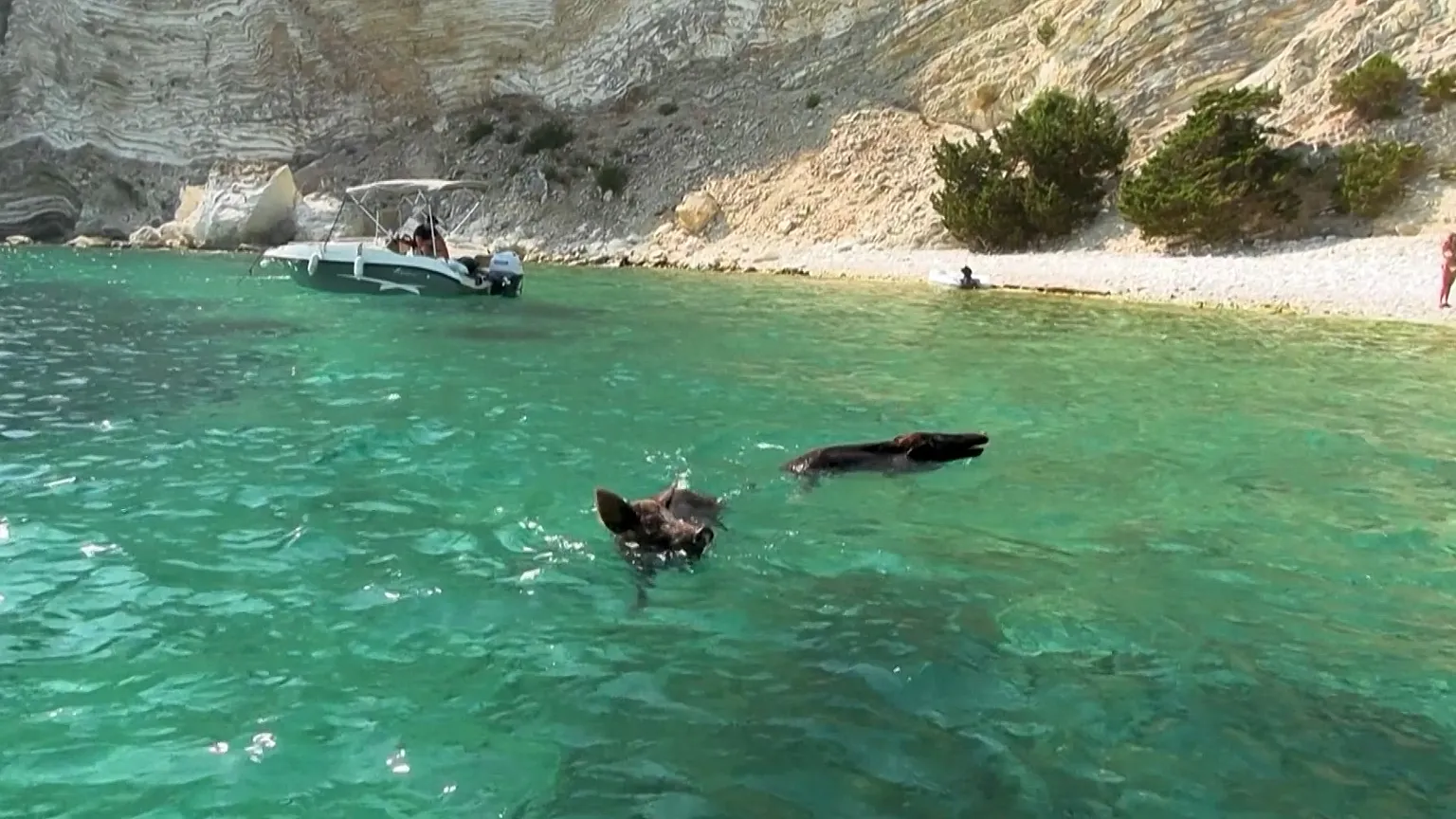 Το ελληνικό νησί που έγινε γνωστό χάρη στα αγριογούρουνα (βίντεο)