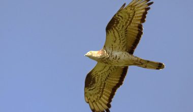 Σφηκιάρης: Η ΑΝΙΜΑ απελευθέρωσε το σπάνιο είδος πτηνού – Η εντυπωσιακή διαδρομή που θα κάνει