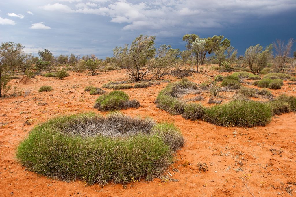 Fairy circles: Οι τέλειοι κύκλοι που ξεπηδούν στην έρημο