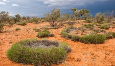 Fairy circles: Οι τέλειοι κύκλοι που ξεπηδούν στην έρημο