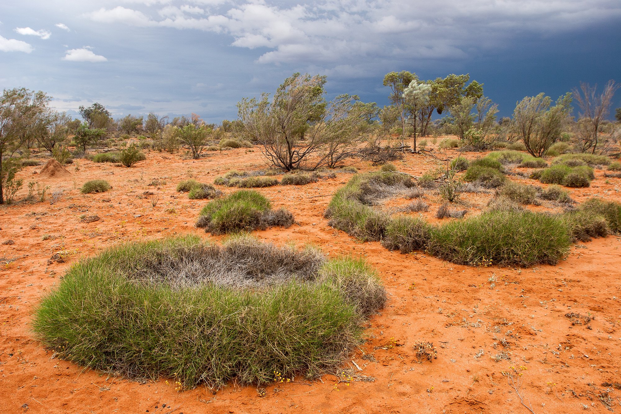 Fairy circles: Οι τέλειοι κύκλοι που ξεπηδούν στην έρημο