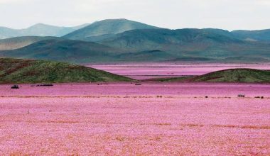 El Niño: Η έρημος Ατακάμα στη Χιλή γέμισε λουλούδια μετά τις ασυνήθιστες βροχές (βίντεο)
