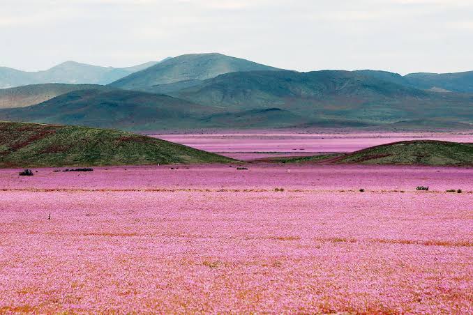 El Niño: Η έρημος Ατακάμα στη Χιλή γέμισε λουλούδια μετά τις ασυνήθιστες βροχές (βίντεο)