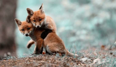 Ελληνικό: Δύο αλεπουδάκια έστησαν το δικό τους «παιχνίδι» λίγα μέτρα από το μετρό (βίντεο)