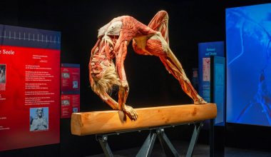 Λονδίνο: Έκθεση με πραγματικά ανθρώπινα σώματα προκαλεί αντιδράσεις (βίντεο)