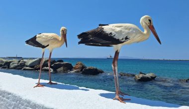 Εντυπωσιακή αύξηση των φωλιών που στήνουν οι πελαργοί στην Φλώρινα