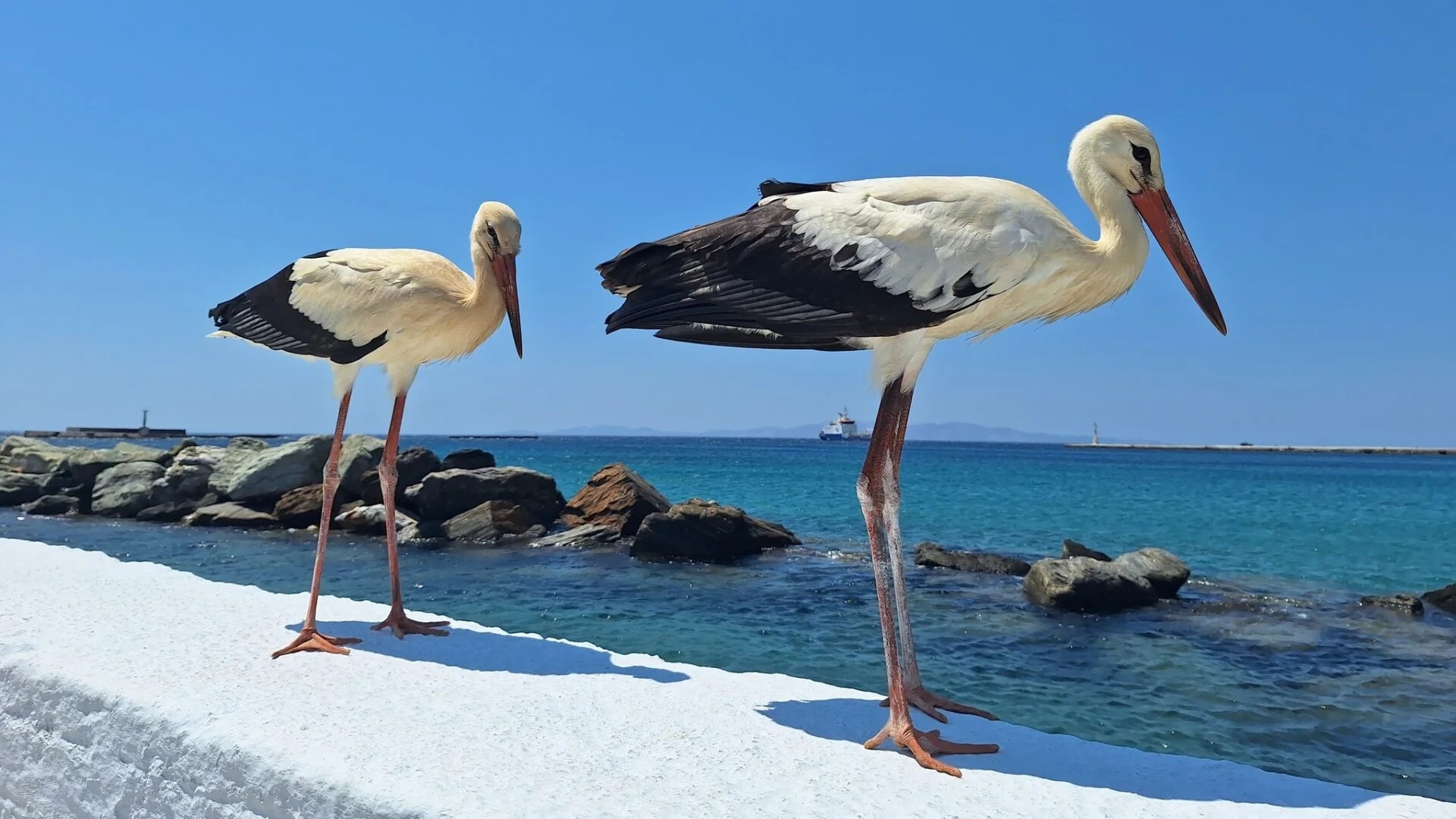 Εντυπωσιακή αύξηση των φωλιών που στήνουν οι πελαργοί στην Φλώρινα