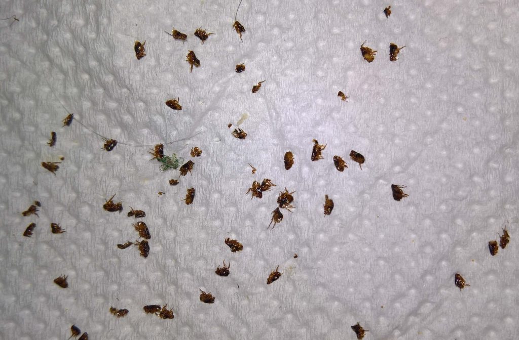 Ζάκυνθος: Εκκενώθηκε δημοτικό σχολείο μετά την επανεμφάνιση ψύλλων