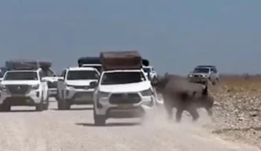 Αφηνιασμένος ρινόκερος σε σαφάρι στη Ναμίμπια χτύπησε έμφορτο αυτοκίνητο με το κέρατό του (βίντεο)