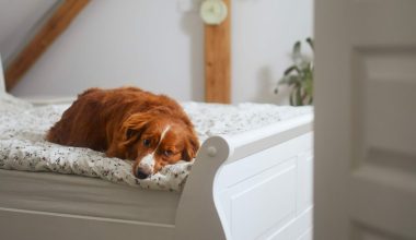 Οι σκύλοι αντιλαμβάνονται τον θάνατο; – Η εξήγηση πίσω από τη συμπεριφορά τους