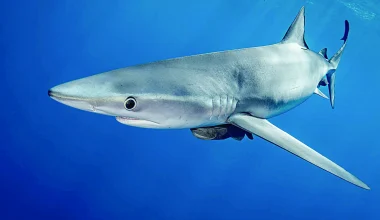Νιου Τζέρσεϊ: Καρχαρίας εθεάθη να κολυμπά στους πλημμυρισμένους δρόμους (βίντεο)