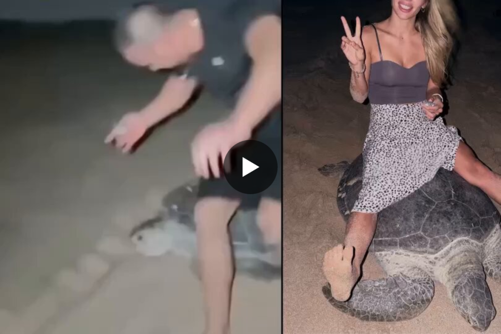 Ομάν: Σύλληψη για ζευγάρι Ουκρανών που καβάλησαν χελώνα (βίντεο)