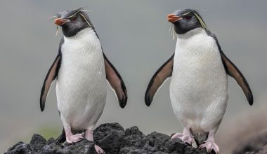 Νοτιοανατολικός gentoo: Το νέο είδος πιγκουίνου που ανακαλύφθηκε μετά από περισσότερο από έναν αιώνα