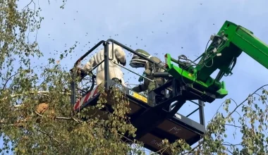 Βέλγιο: Επιχείρηση με ειδική σκούπα για 2.000 ασιατικές σφήκες σε σχολείο