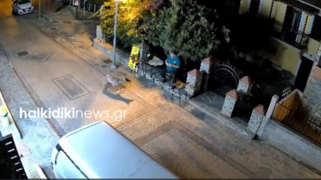 Τρόμος για άνδρα στη Νικήτη Χαλκιδικής: Λύκος τον πλησίασε ενώ καθόταν έξω από κατάστημα (βίντεο)