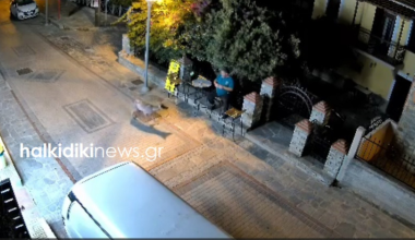 Τρόμος για άνδρα στη Νικήτη Χαλκιδικής: Λύκος τον πλησίασε ενώ καθόταν έξω από κατάστημα (βίντεο)