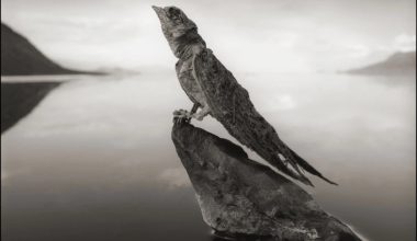 Η λίμνη που «πετρώνει» τα ζώα: Το απόκοσμο φαινόμενο της Νάτρον στην Τανζανία