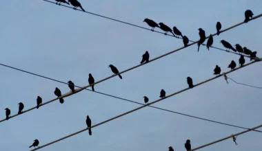 Ηλεκτροφόρα καλώδια: Γιατί τα πουλιά κάθονται πάνω τους χωρίς να παθαίνουν τίποτα