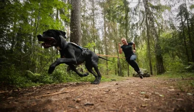 Canicross: Το ιδιαίτερο άθλημα όπου άνθρωπος και σκύλος τρέχουν δεμένοι σαν ομάδα