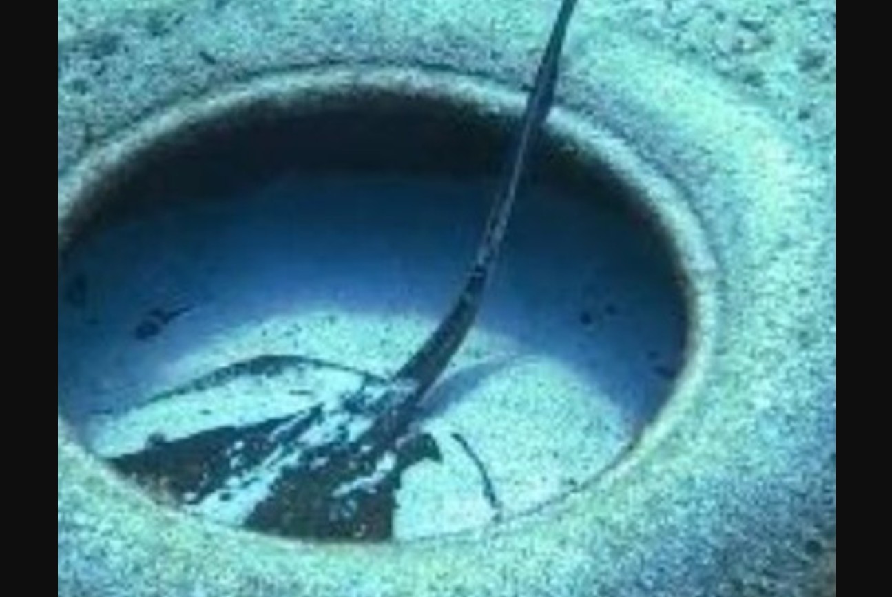 Δείτε βίντεο: Η στιγμή που δύτης στην Τζαμάικα βάζει τέλος στην περιπέτεια που είχε σαλάχι