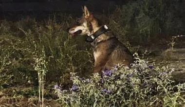 «Συνελήφθη» ο εξοικειωμένος λύκος της Πάρνηθας – Μεταφέρεται στον «Αρκτούρο»