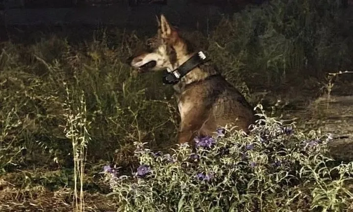 «Συνελήφθη» ο εξοικειωμένος λύκος της Πάρνηθας – Μεταφέρεται στον «Αρκτούρο»