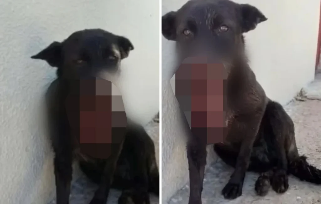 Άσχημα τα νέα για τον αδέσποτο σκύλο που πυροβόλησαν στην Αρετή Ηλείας: Θα υποβληθεί σε ευθανασία