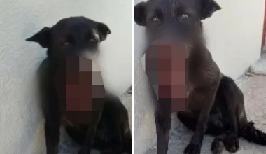 Άσχημα τα νέα για τον αδέσποτο σκύλο που πυροβόλησαν στην Αρετή Ηλείας: Θα υποβληθεί σε ευθανασία