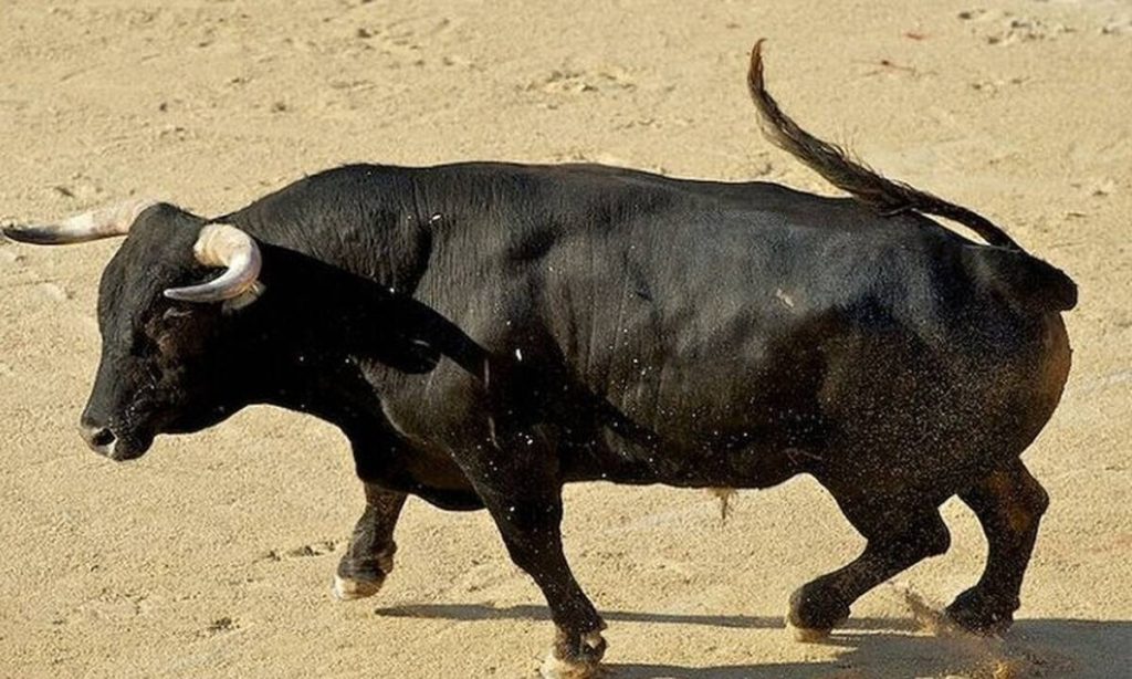 Ισπανία: Ταύρος τα «βάζει» με σταθμευμένο όχημα και το διαλύει μέσα σε λίγα δευτερόλεπτα (βίντεο)