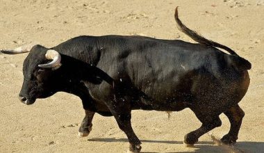Ισπανία: Ταύρος τα «βάζει» με σταθμευμένο όχημα και το διαλύει μέσα σε λίγα δευτερόλεπτα (βίντεο)