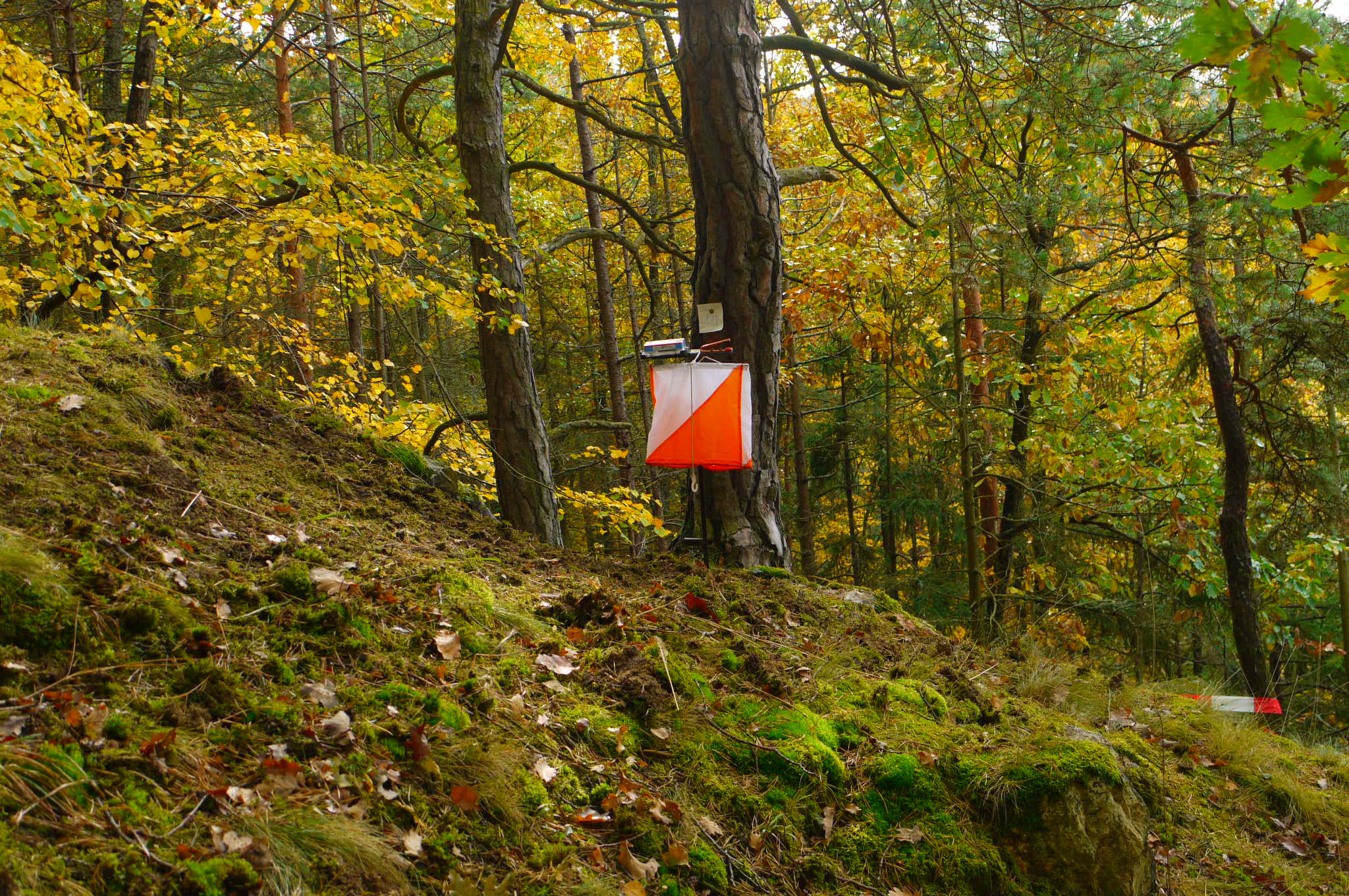 Orienteering: Το άθλημα προσανατολισμού που συνδυάζει τρέξιμο, χάρτη και στρατηγική