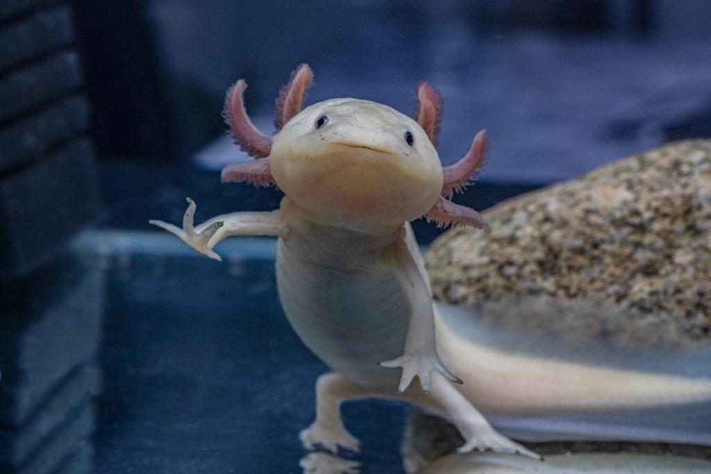 Axolotl: Το ζώο που μπορεί να αναγεννά χαμένα άκρα και να επιδιορθώνει ιστούς