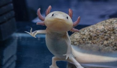 Axolotl: Το ζώο που μπορεί να αναγεννά χαμένα άκρα και να επιδιορθώνει ιστούς