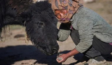 Ινδία: Η 65χρονη που ζει στα 4.700 μέτρα και κρατά ζωντανή μια παράδοση