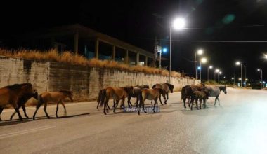 Κεφαλονιά: Τουλάχιστον 10 άλογα του Αίνου έκαναν «βόλτες» ανάμεσα στα αυτοκίνητα – Δείτε εικόνες