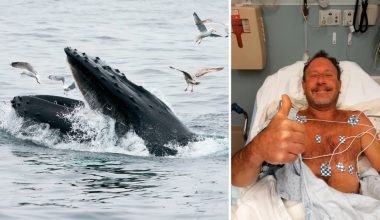Μάικλ Πάκαρντ: Ο δύτης που παγιδεύτηκε στο στόμα φάλαινας και επέζησε – «Νόμιζα ότι θα πεθάνω»