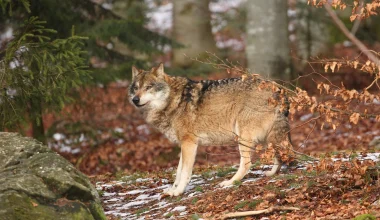 Σουηδία: Σχεδιάζει να θανατώσει 72 λύκους εντός του 2027 – «Θύελλα» αντιδράσεων